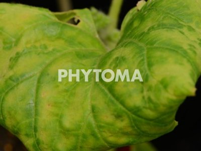 Watermelon mosaic virus (WMV)
